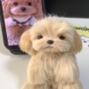custom 3d printed pet figurine (复制)