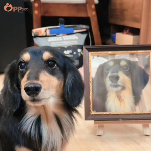 six layer magnetic acrylic custom pet portrait