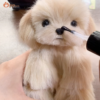 custom 3d printed pet figurine (复制)