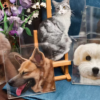 six layer magnetic acrylic custom pet portrait