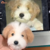 custom 3d wool felt pet portrait
