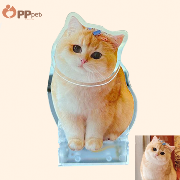 custom acrylic bobble pet display