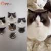custom acrylic bobble pet display (复制)