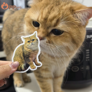 custom pet photo sticker set 20 stickers include a storage box