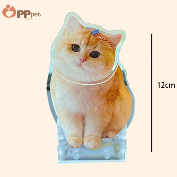 custom acrylic bobble pet display
