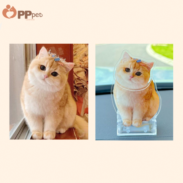 custom acrylic bobble pet display