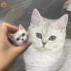 custom hand painted 3d pet head fridge magnet