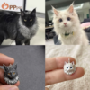 custom sterling silver pet portrait pendant